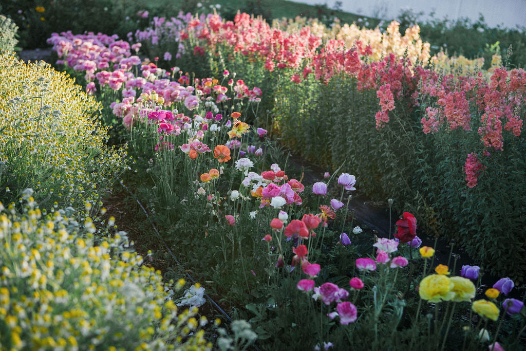 Flowers Subscriptions