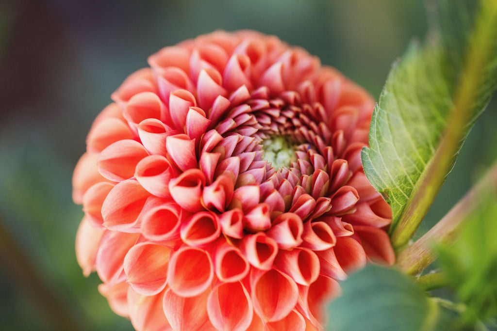 Dahlia Tubers