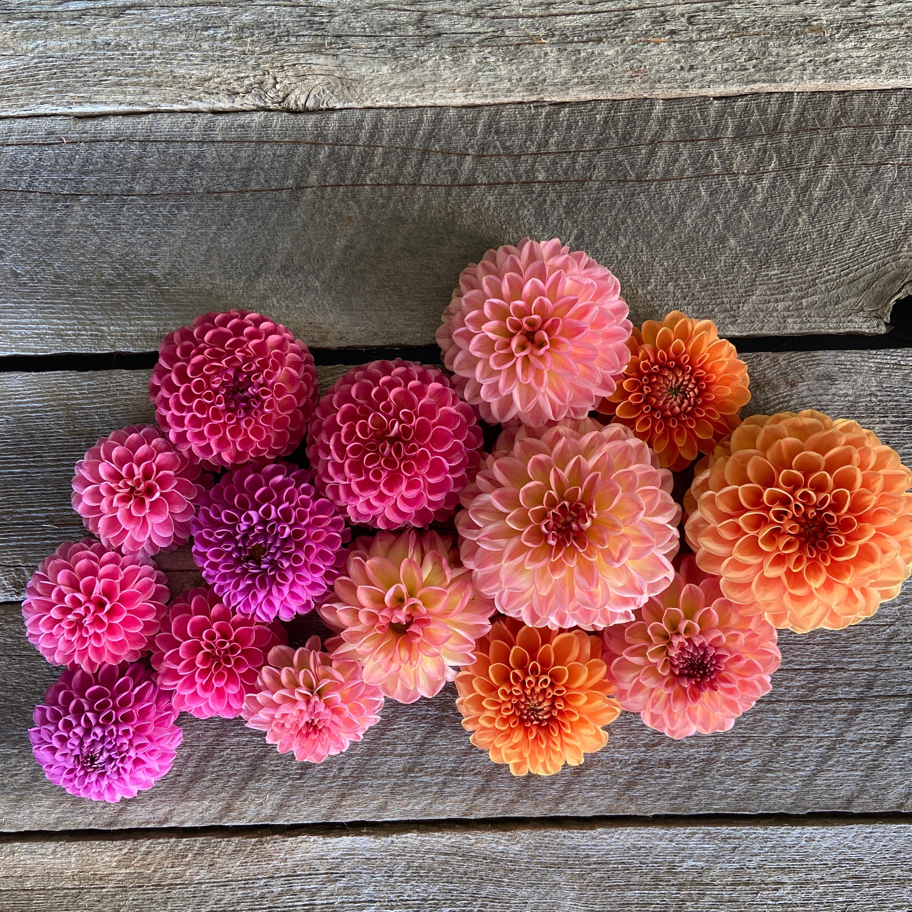 Gladiolus Bulbs & Dahlia Tubers